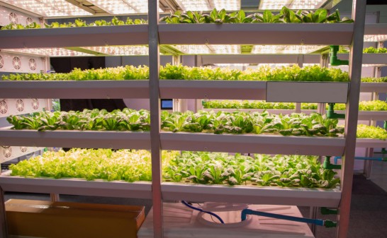 agricultural LED lighting